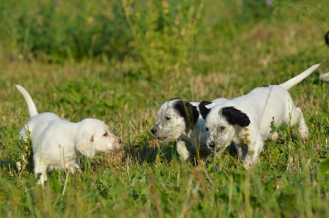 Des Terres De L'Argentelle - Les chiots de Gala et Jasper