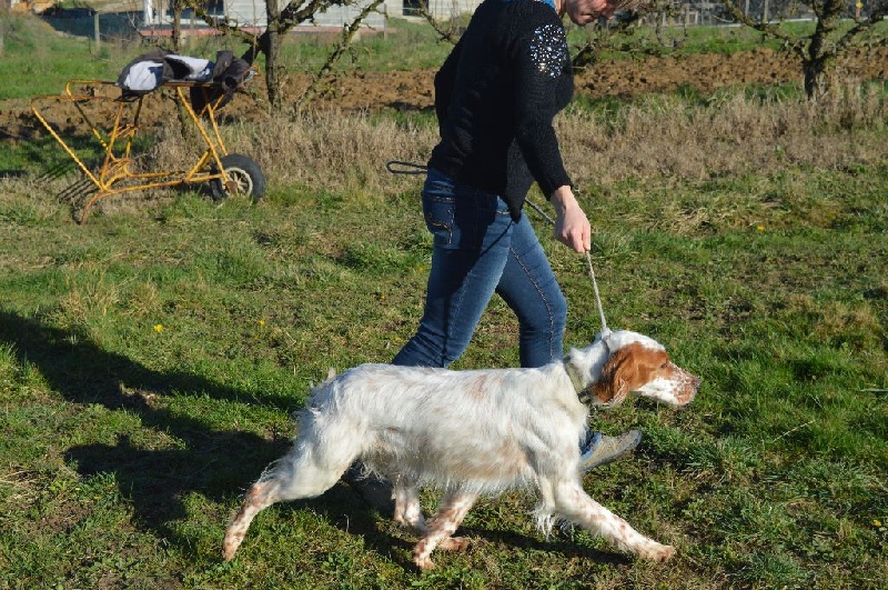 Inna De La Galinette Cendrée