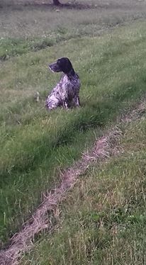 NeÏko Des Terres De L'Argentelle