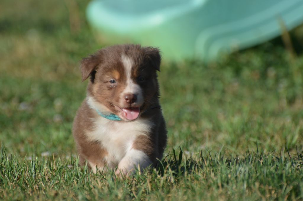 Des Terres De L'Argentelle - Chiot disponible  - Berger Australien