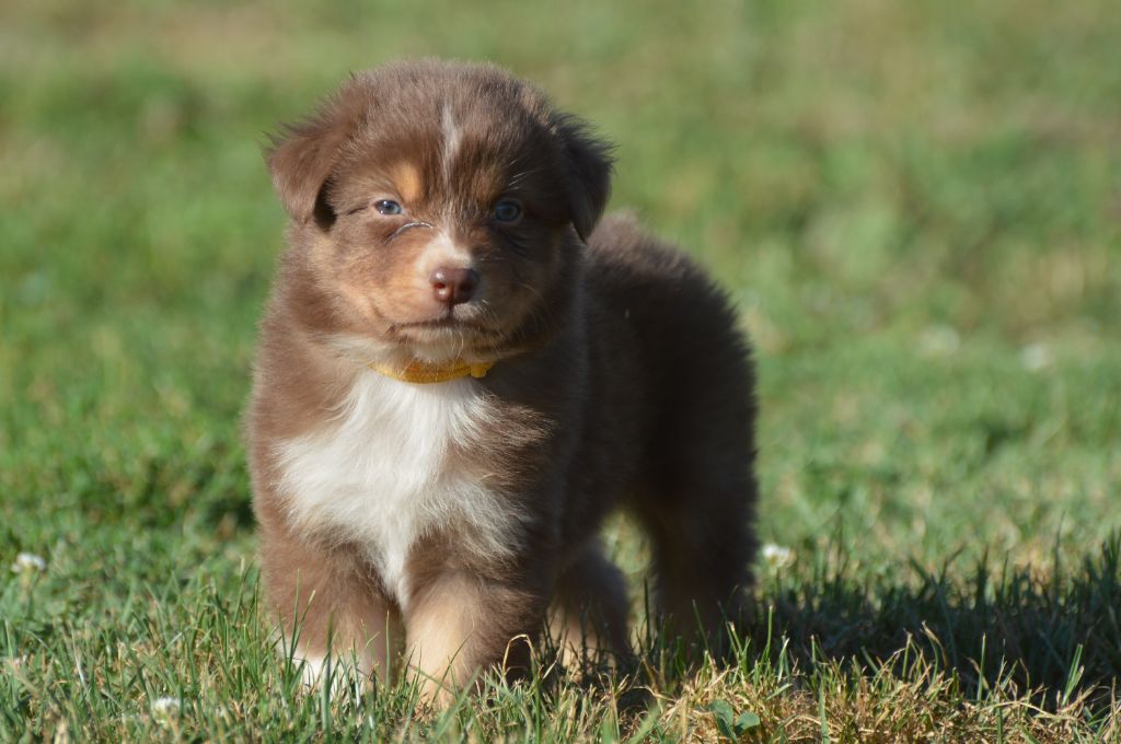 Des Terres De L'Argentelle - Chiot disponible  - Berger Australien