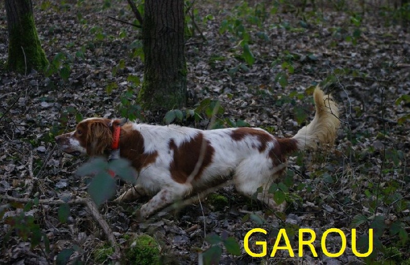 Garou du mas des Vernets