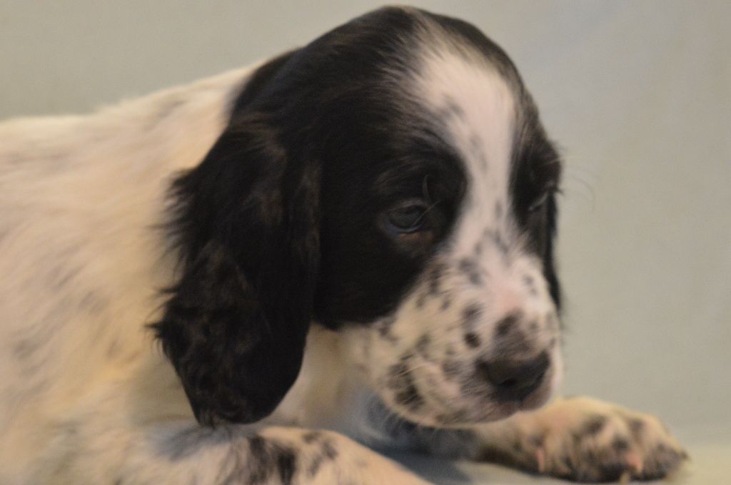 Des Terres De L'Argentelle - Setter Anglais - Portée née le 22/12/2017