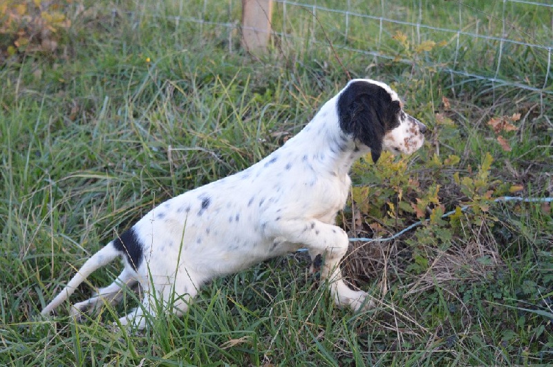 Des Terres De L'Argentelle - Setter Anglais - Portée née le 14/08/2015