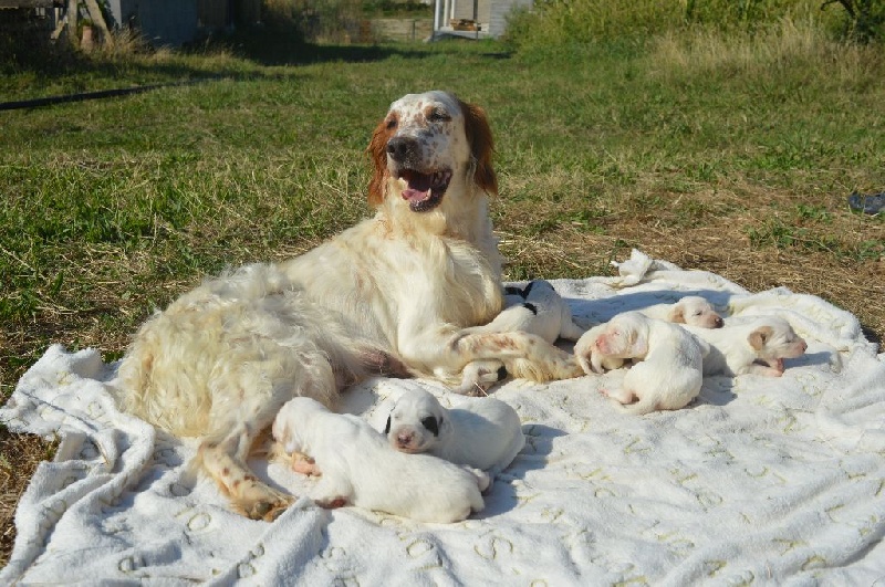 Des Terres De L'Argentelle - Setter Anglais - Portée née le 12/08/2016