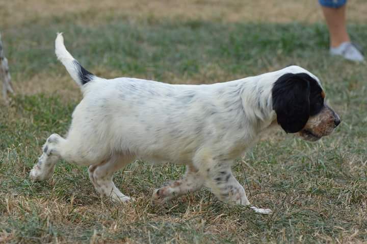 Des Terres De L'Argentelle - Setter Anglais - Portée née le 26/06/2018