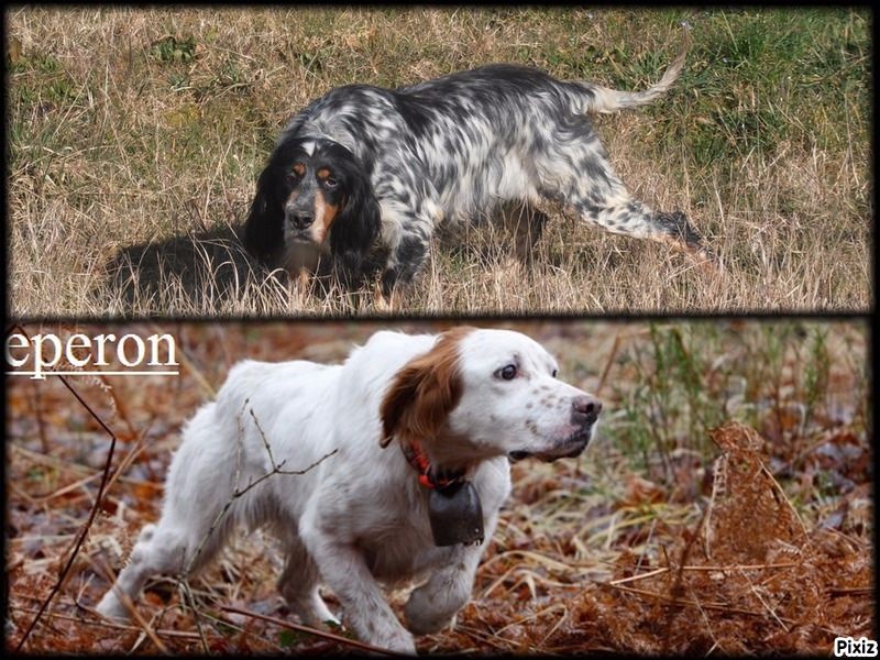 Des Terres De L'Argentelle - Setter Anglais - Portée née le 28/06/2015