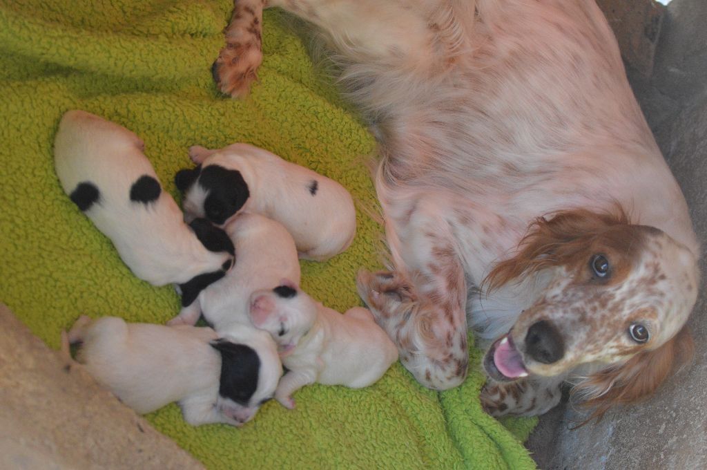 Des Terres De L'Argentelle - Setter Anglais - Portée née le 09/07/2017