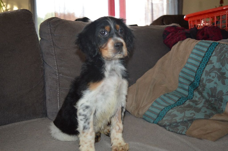 Des Terres De L'Argentelle - Setter Anglais - Portée née le 12/10/2015