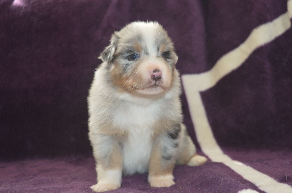 Des Terres De L'Argentelle - Berger Australien - Portée née le 17/02/2018