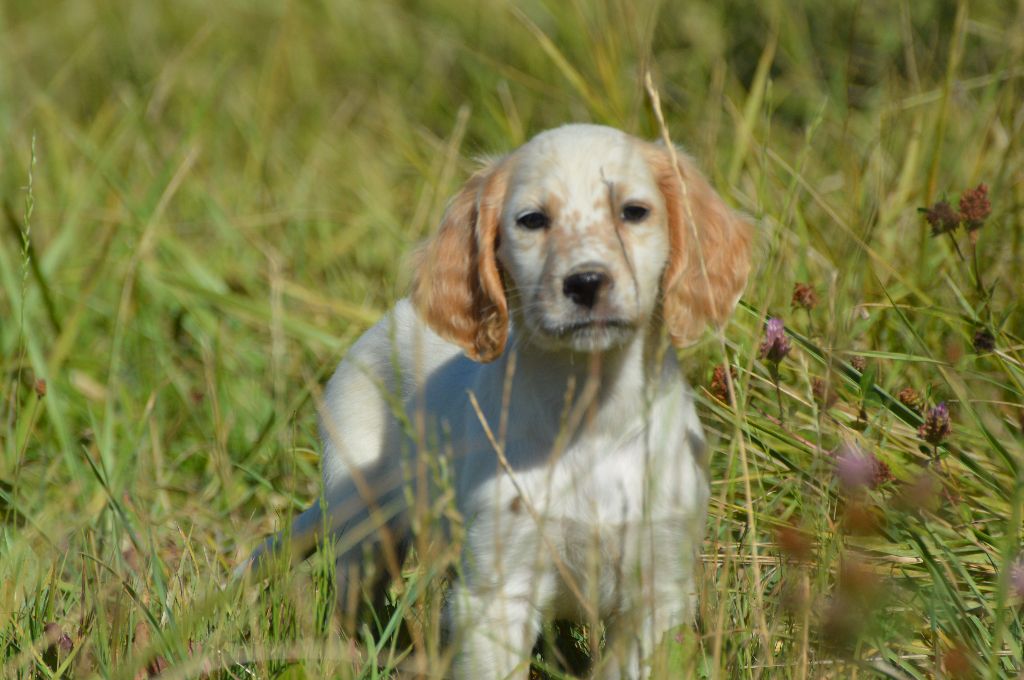 Des Terres De L'Argentelle - Setter Anglais - Portée née le 14/05/2017